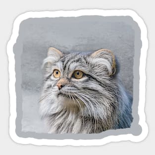 Pallas Cat Portrait Sticker